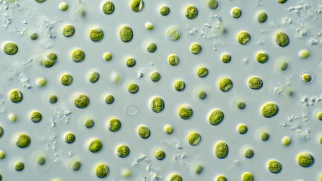 Microalgea. Image: CSIRO/Wikimedia Commons